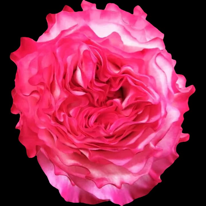 Enchantment rose