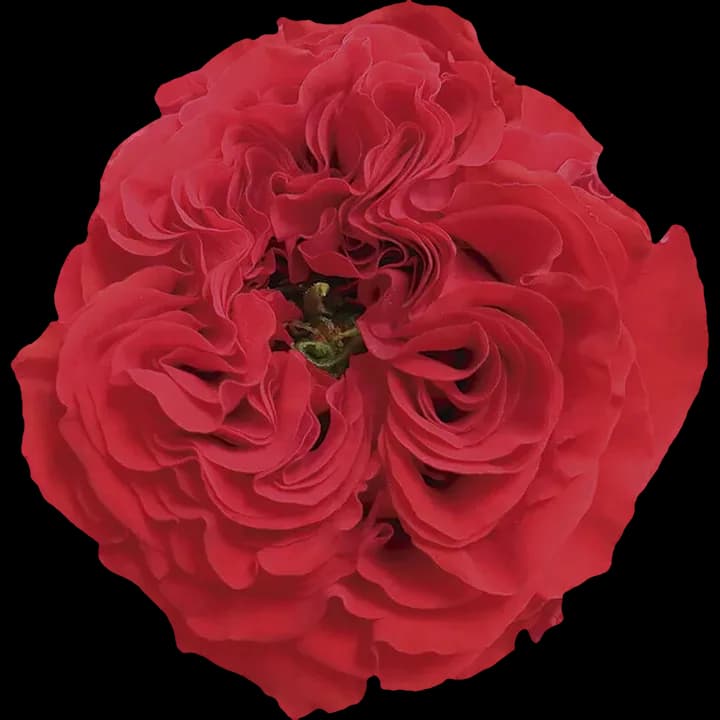 Red Eye rose