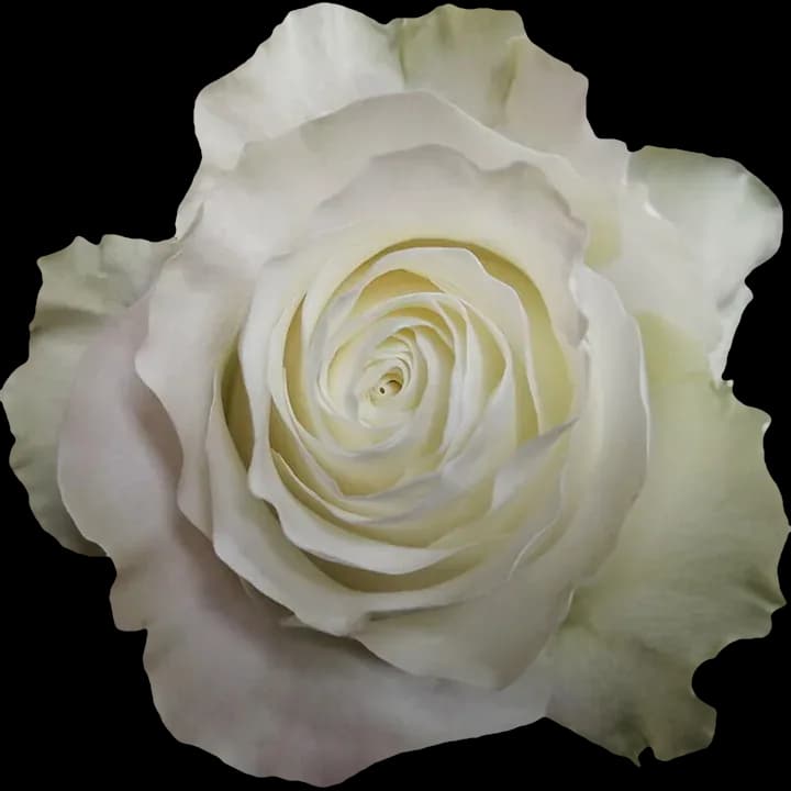 Siente rose