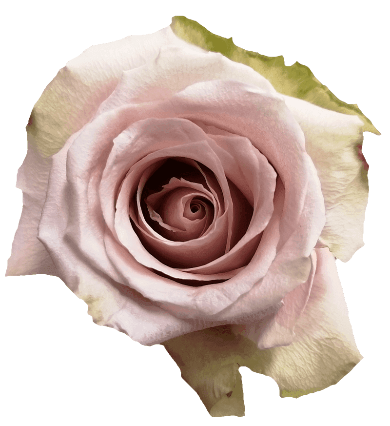 Quick Sand rose