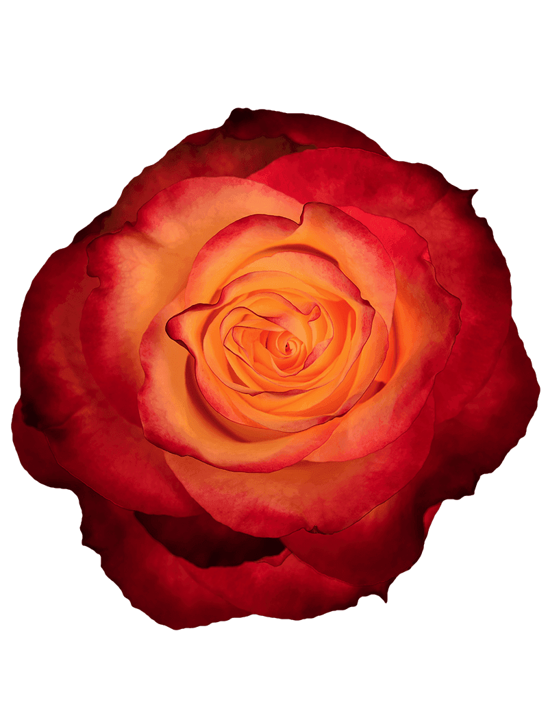 News Flash rose