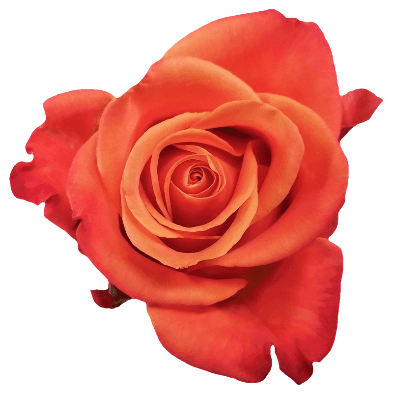 Orange Crush rose