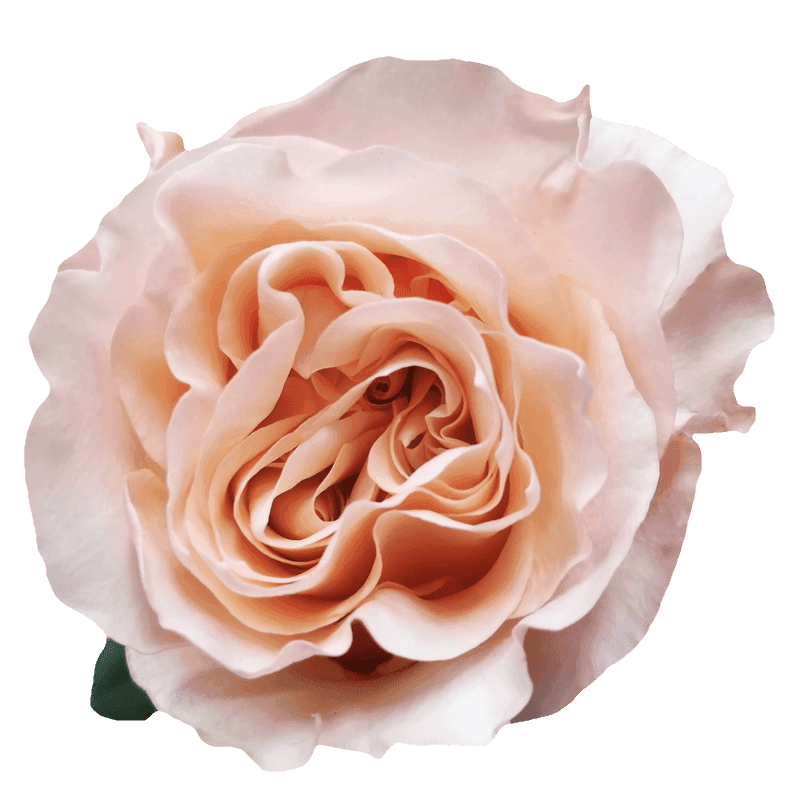 Fascination rose