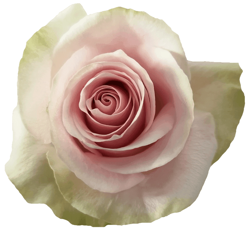 Frutteto rose