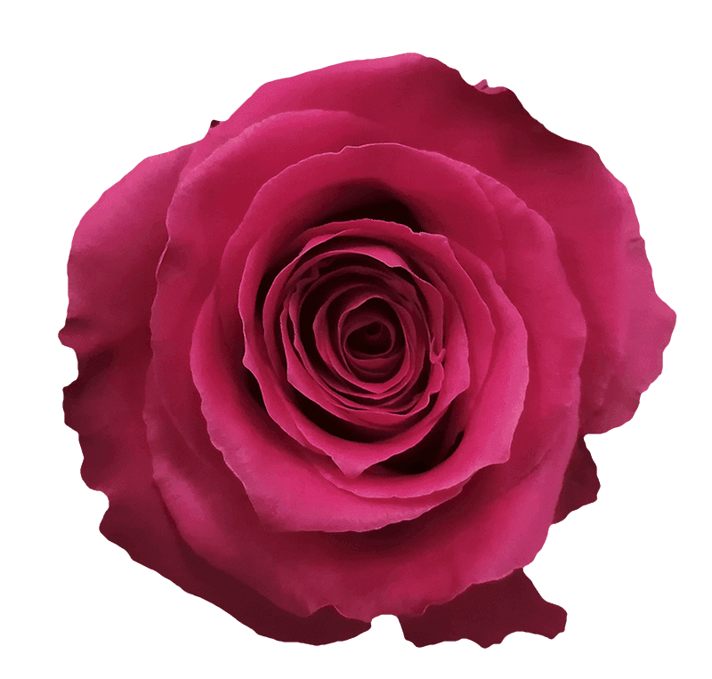 Full Monty rose