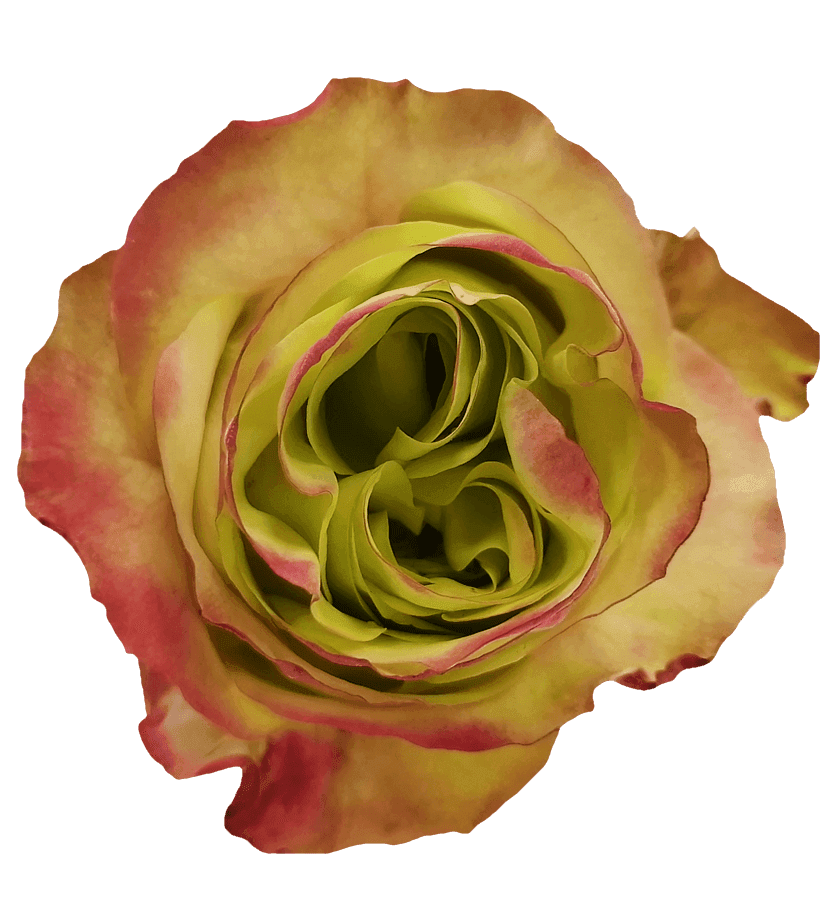 Journey rose