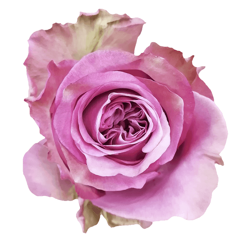Queen’s Crown rose