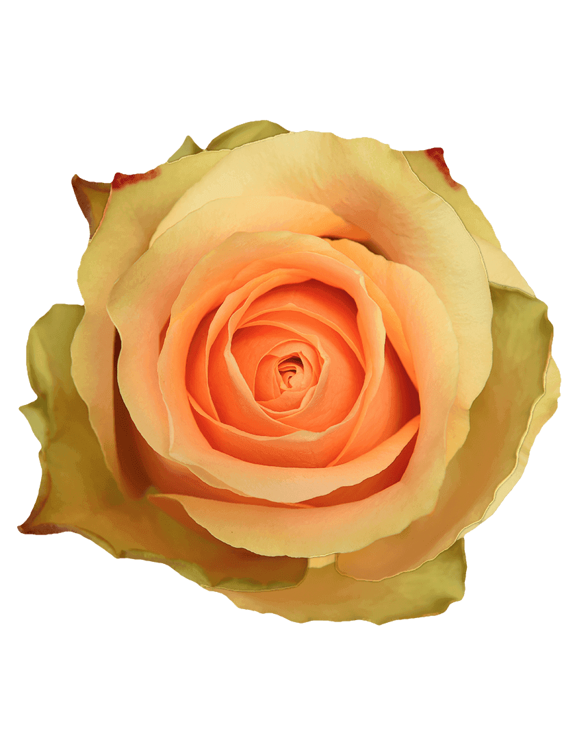 Nectarine rose