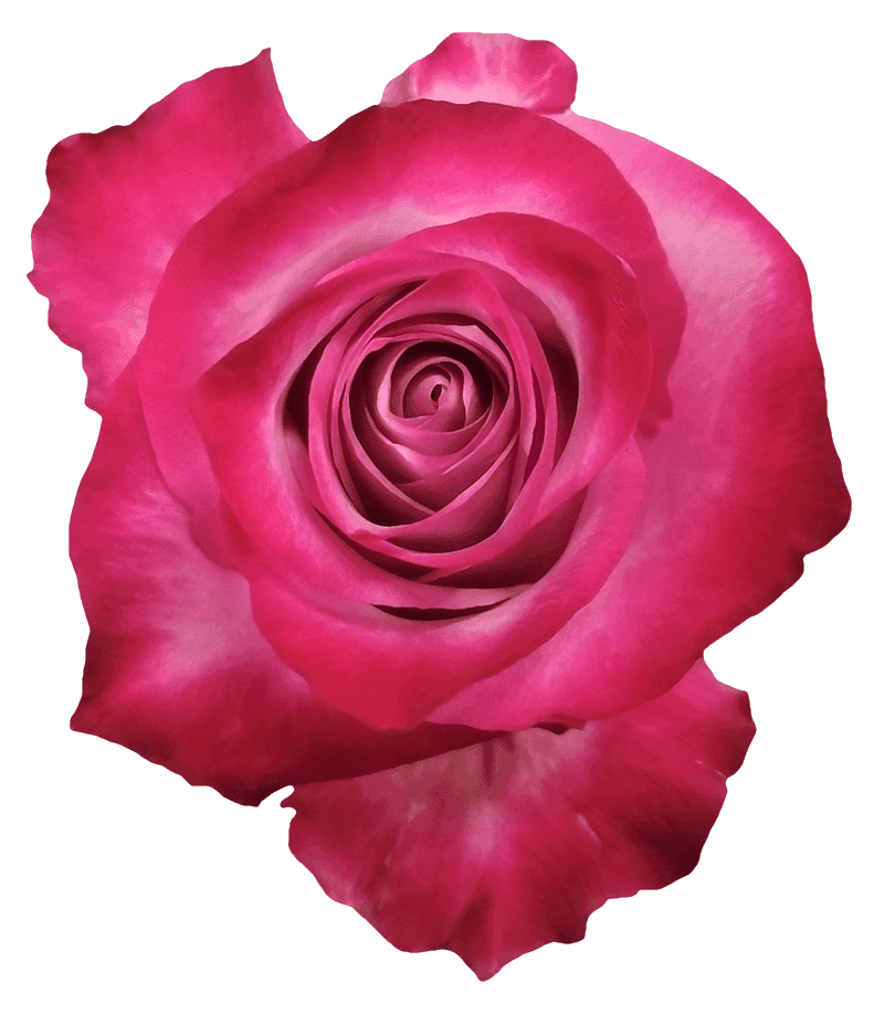 Deep Purple rose