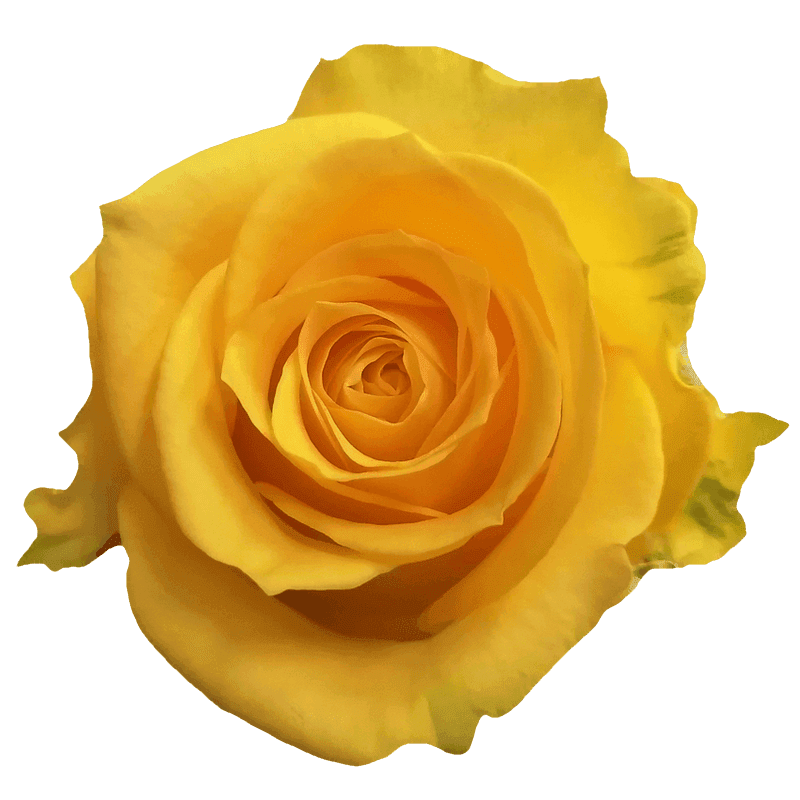 Super Sun rose