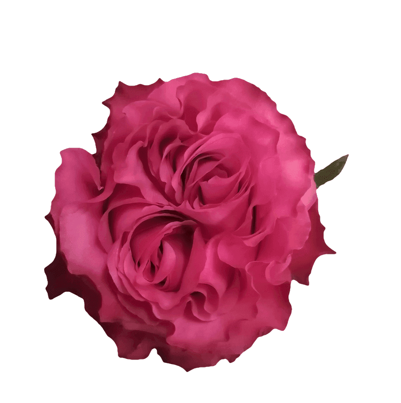 Country Blues rose