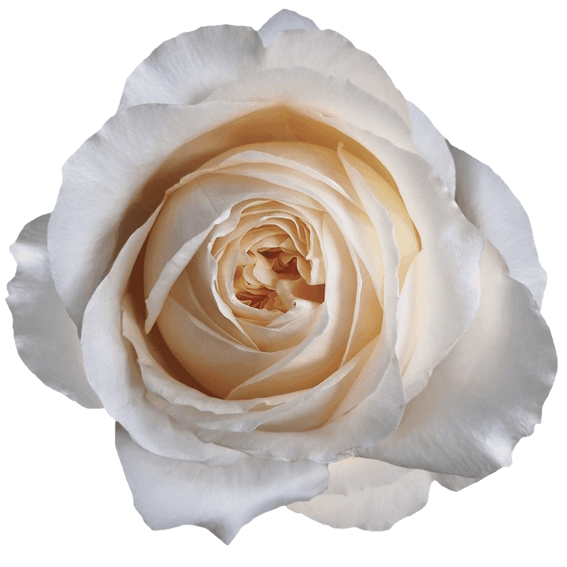 Cream X-Pression rose