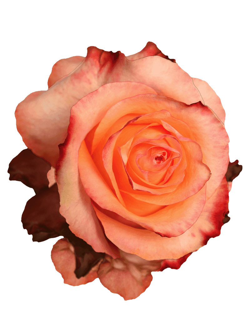Twilight rose
