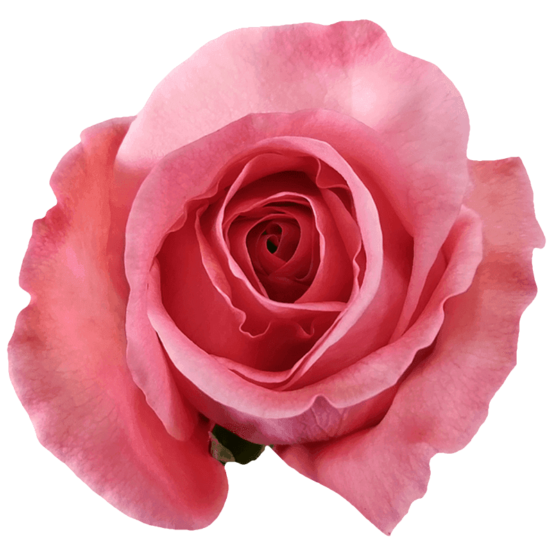 Pink X-Pression rose