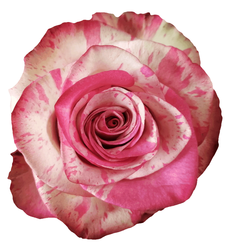 Magic Time rose