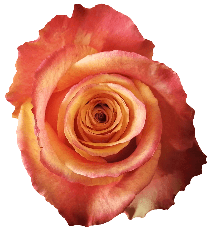 Silantoi rose